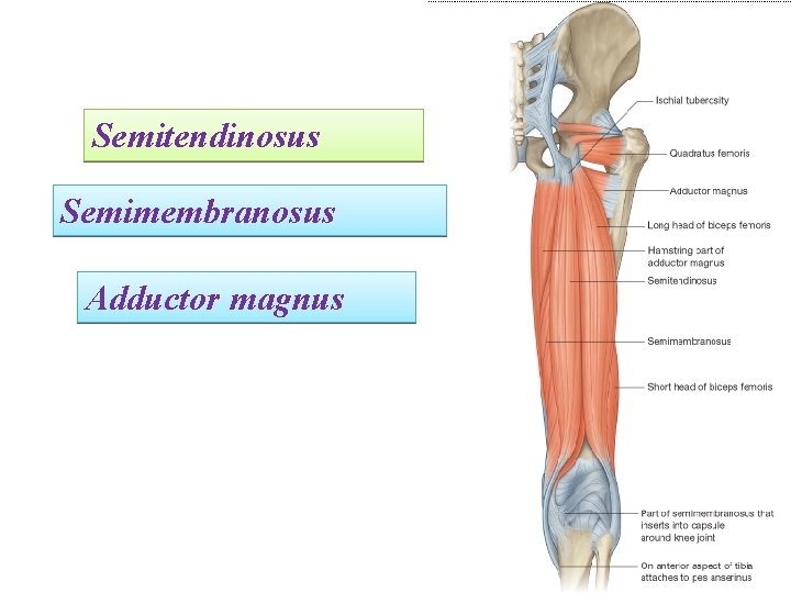 Semitendinosus Semimembranosus Adductor magnus 
