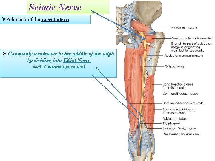 Sciatic Nerve ØA branch of the sacral plexu Ø Commonly terminates in the middle