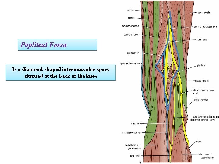 Popliteal Fossa Is a diamond-shaped intermuscular space situated at the back of the knee