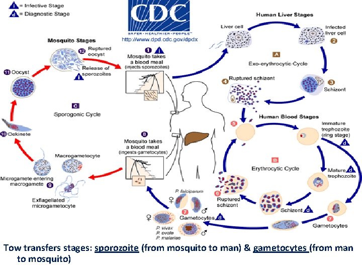 Life Cycle: Tow transfers stages: sporozoite (from mosquito to man) & gametocytes (from man