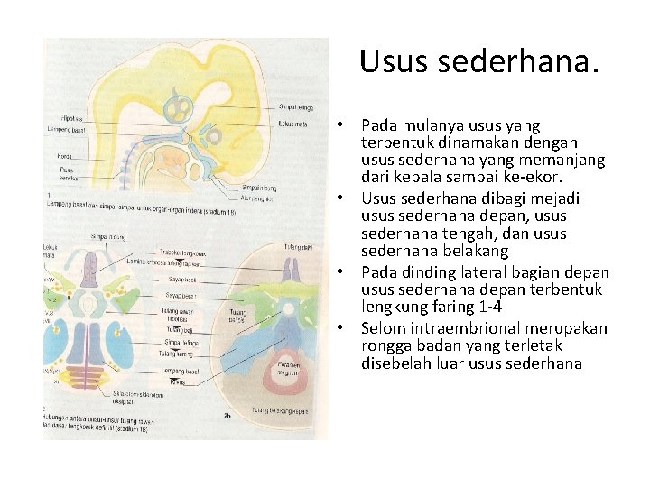 Usus sederhana. • Pada mulanya usus yang terbentuk dinamakan dengan usus sederhana yang memanjang