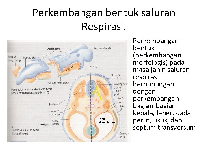 Perkembangan bentuk saluran Respirasi. Selom Intraembrional • Perkembangan bentuk (perkembangan morfologis) pada masa janin