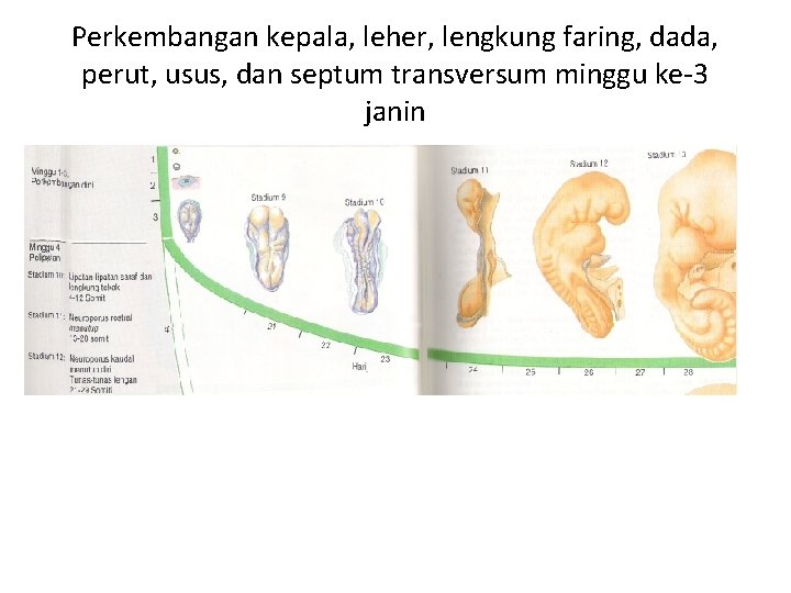 Perkembangan kepala, leher, lengkung faring, dada, perut, usus, dan septum transversum minggu ke-3 janin