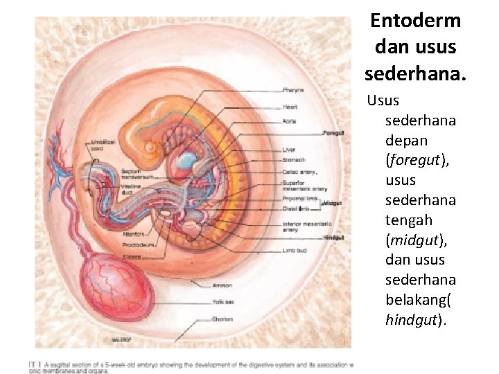 Entoderm dan usus sederhana. Usus sederhana depan (foregut), usus sederhana tengah (midgut), dan usus