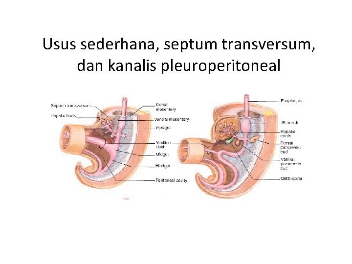Usus sederhana, septum transversum, dan kanalis pleuroperitoneal 