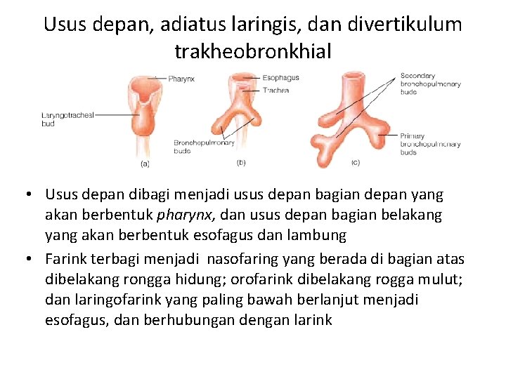 Usus depan, adiatus laringis, dan divertikulum trakheobronkhial • Usus depan dibagi menjadi usus depan