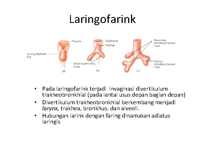 Laringofarink • Pada laringofarink terjadi invaginasi divertikulum trakheobronkhial (pada lantai usus depan bagian depan)