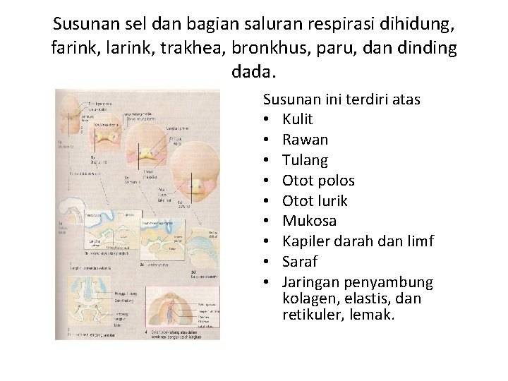 Susunan sel dan bagian saluran respirasi dihidung, farink, larink, trakhea, bronkhus, paru, dan dinding
