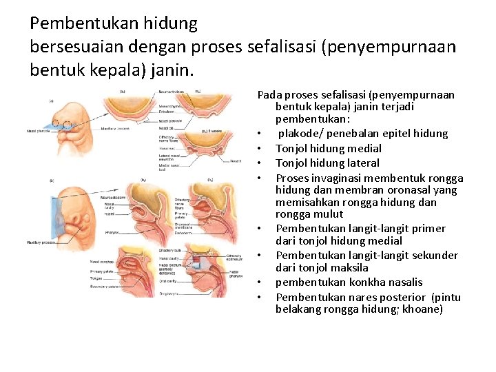 Pembentukan hidung bersesuaian dengan proses sefalisasi (penyempurnaan bentuk kepala) janin. Pada proses sefalisasi (penyempurnaan