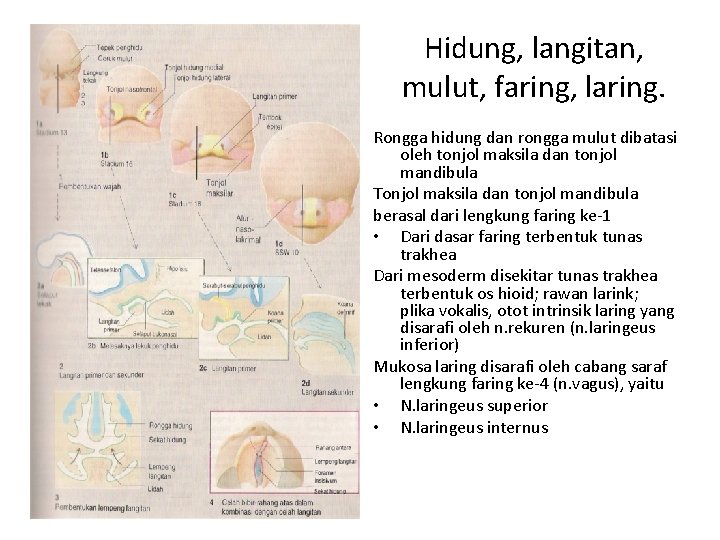 Hidung, langitan, mulut, faring, laring. Rongga hidung dan rongga mulut dibatasi oleh tonjol maksila