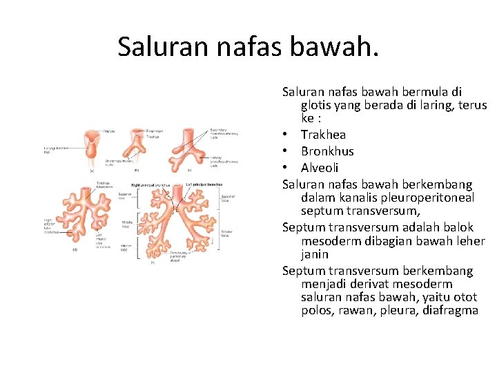 Saluran nafas bawah bermula di glotis yang berada di laring, terus ke : •