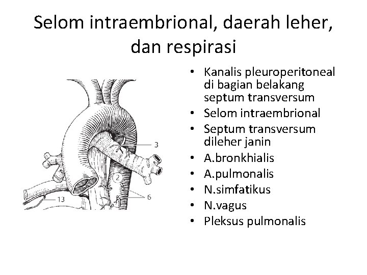 Selom intraembrional, daerah leher, dan respirasi • Kanalis pleuroperitoneal di bagian belakang septum transversum