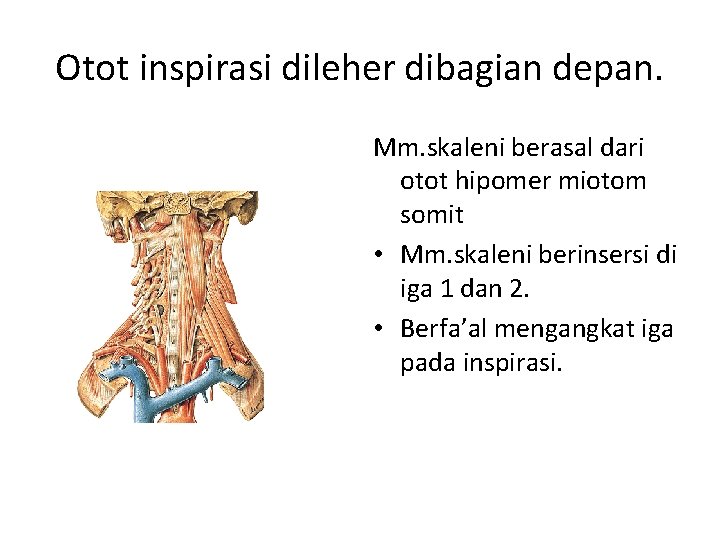 Otot inspirasi dileher dibagian depan. Mm. skaleni berasal dari otot hipomer miotom somit •