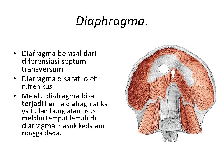 Diaphragma. • Diafragma berasal dari diferensiasi septum transversum • Diafragma disarafi oleh n. frenikus