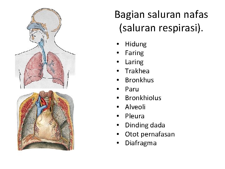 Bagian saluran nafas (saluran respirasi). • • • Hidung Faring Laring Trakhea Bronkhus Paru