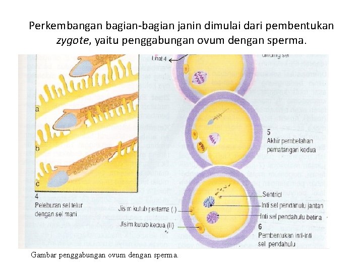 Perkembangan bagian-bagian janin dimulai dari pembentukan zygote, yaitu penggabungan ovum dengan sperma. Gambar penggabungan