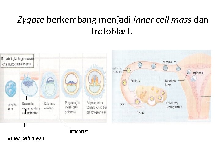 Zygote berkembang menjadi inner cell mass dan trofoblast inner cell mass 