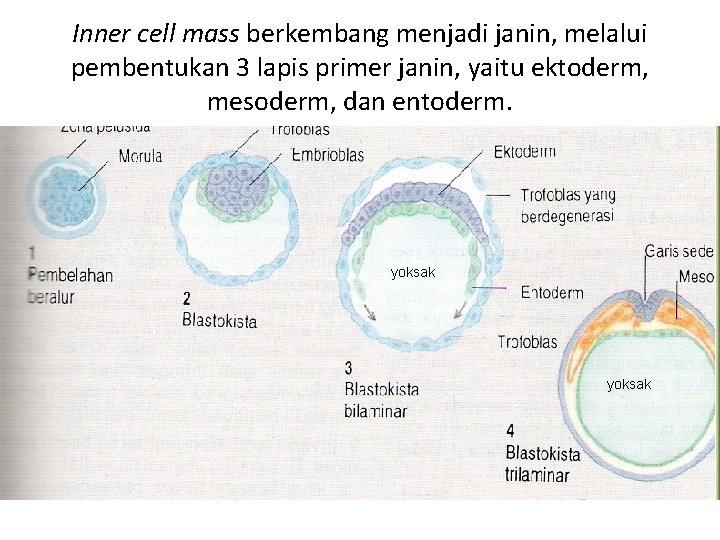 Inner cell mass berkembang menjadi janin, melalui pembentukan 3 lapis primer janin, yaitu ektoderm,