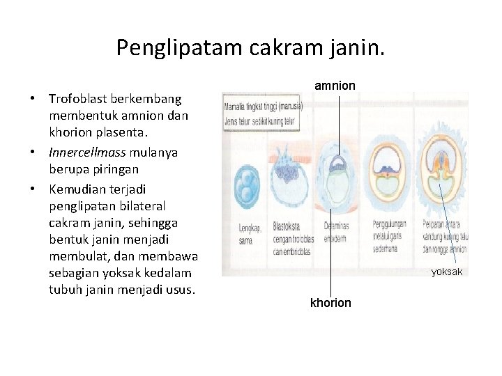 Penglipatam cakram janin. • Trofoblast berkembang membentuk amnion dan khorion plasenta. • Innercellmass mulanya