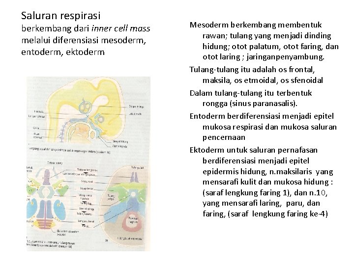 Saluran respirasi berkembang dari inner cell mass melalui diferensiasi mesoderm, entoderm, ektoderm Mesoderm berkembang