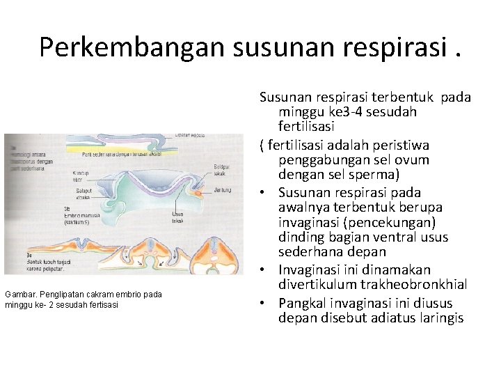 Perkembangan susunan respirasi. Gambar. Penglipatan cakram embrio pada minggu ke- 2 sesudah fertisasi Susunan