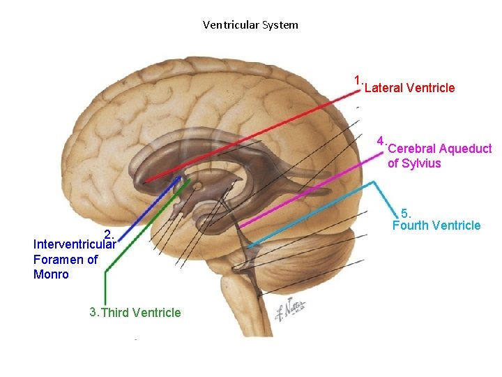 Ventricular System 1. Lateral Ventricle 4. 2. Interventricular Foramen of Monro 3. Third Ventricle