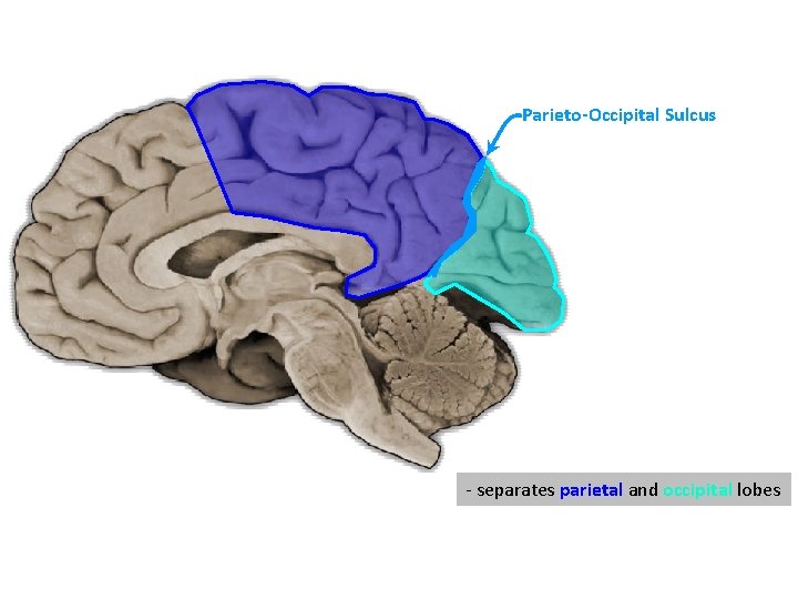 Parieto-Occipital Sulcus - separates parietal and occipital lobes 