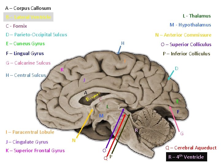 A – Corpus Callosum L - Thalamus B – Lateral Ventricle M - Hypothalamus