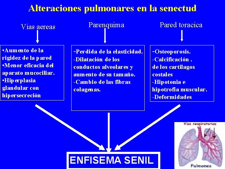 Alteraciones pulmonares en la senectud Vias aereas • Aumento de la rigidez de la