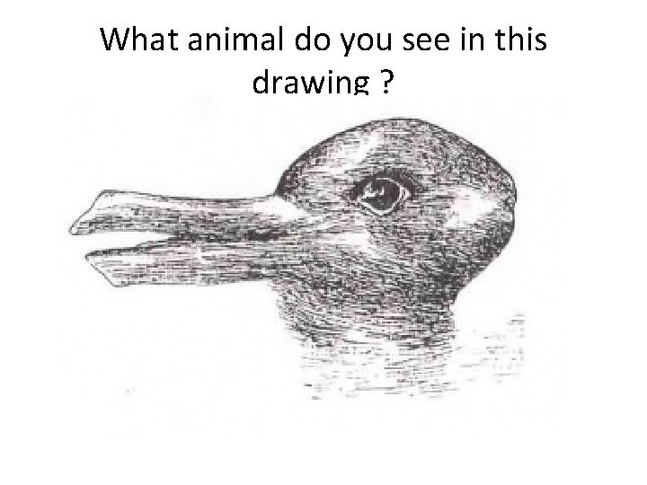What animal do you see in this drawing ? 