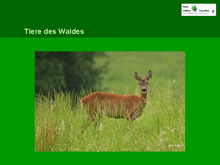 Tiere des Waldes © A. Brillen 