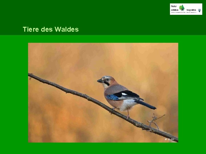 Tiere des Waldes © S. Ott 
