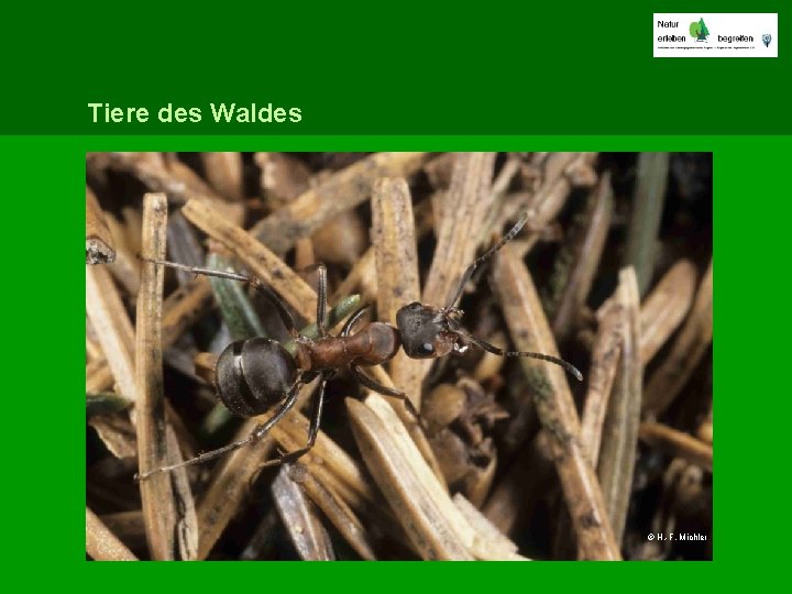Tiere des Waldes © H. -F. Michler 