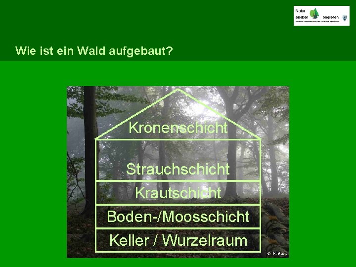 Wie ist ein Wald aufgebaut? Kronenschicht Strauchschicht Krautschicht Boden-/Moosschicht Keller / Wurzelraum © K.