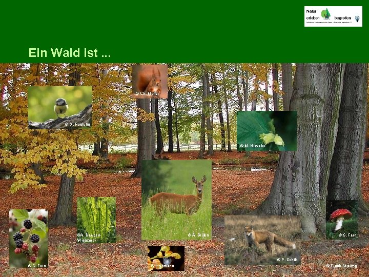 Ein Wald ist. . . © Ch. Müller © G. Pauluhn © M. Nieveler