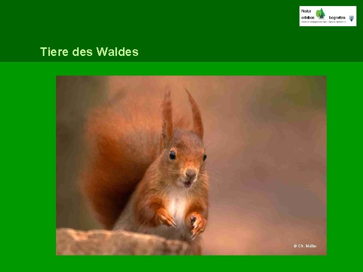 Tiere des Waldes © Ch. Müller 