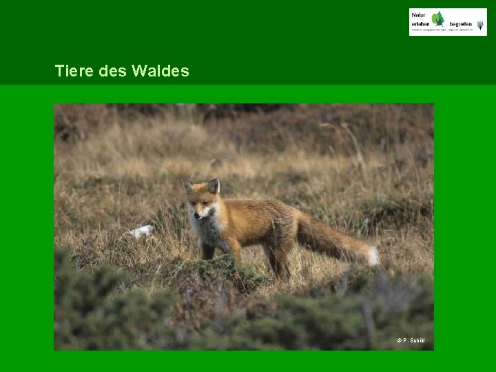 Tiere des Waldes © P. Schild 