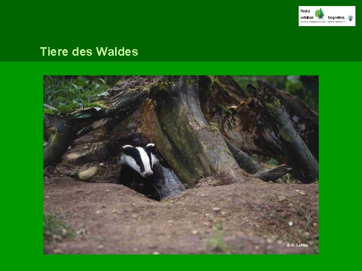 Tiere des Waldes © A. Lettow 