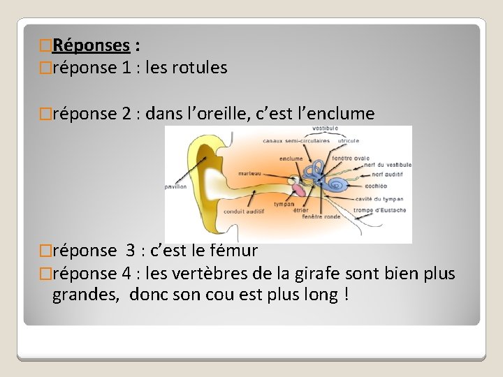 �Réponses : �réponse 1 : les rotules �réponse 2 : dans l’oreille, c’est l’enclume