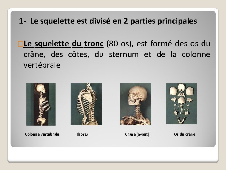  1 - Le squelette est divisé en 2 parties principales �Le squelette du