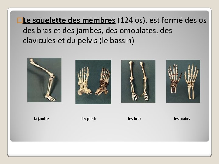 �Le squelette des membres (124 os), est formé des os des bras et des