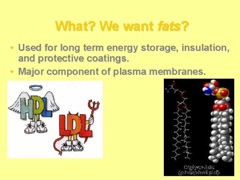 What? We want fats? • Used for long term energy storage, insulation, and protective What? We want fats? • Used for long term energy storage, insulation, and protective