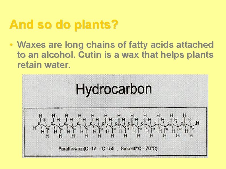 And so do plants? • Waxes are long chains of fatty acids attached to And so do plants? • Waxes are long chains of fatty acids attached to