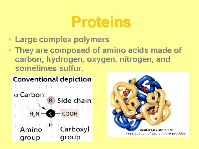 Proteins • • Large complex polymers They are composed of amino acids made of Proteins • • Large complex polymers They are composed of amino acids made of