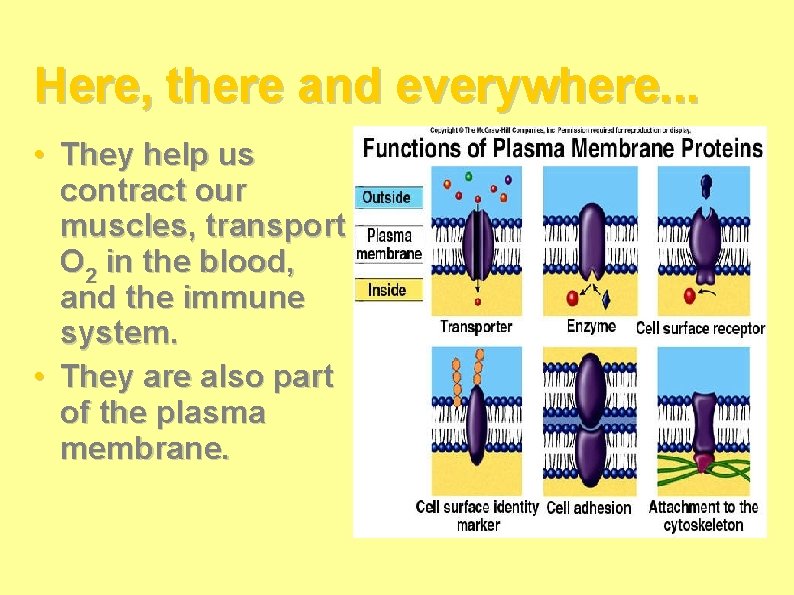 Here, there and everywhere. . . • They help us contract our muscles, transport Here, there and everywhere. . . • They help us contract our muscles, transport