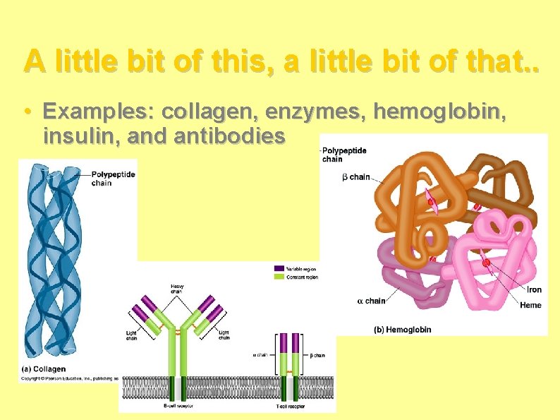 A little bit of this, a little bit of that. . • Examples: collagen, A little bit of this, a little bit of that. . • Examples: collagen,