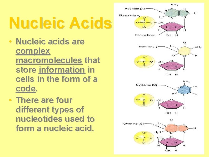 Nucleic Acids • Nucleic acids are complex macromolecules that store information in cells in Nucleic Acids • Nucleic acids are complex macromolecules that store information in cells in