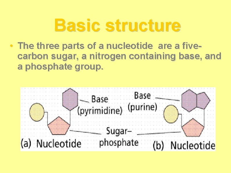 Basic structure • The three parts of a nucleotide are a fivecarbon sugar, a Basic structure • The three parts of a nucleotide are a fivecarbon sugar, a