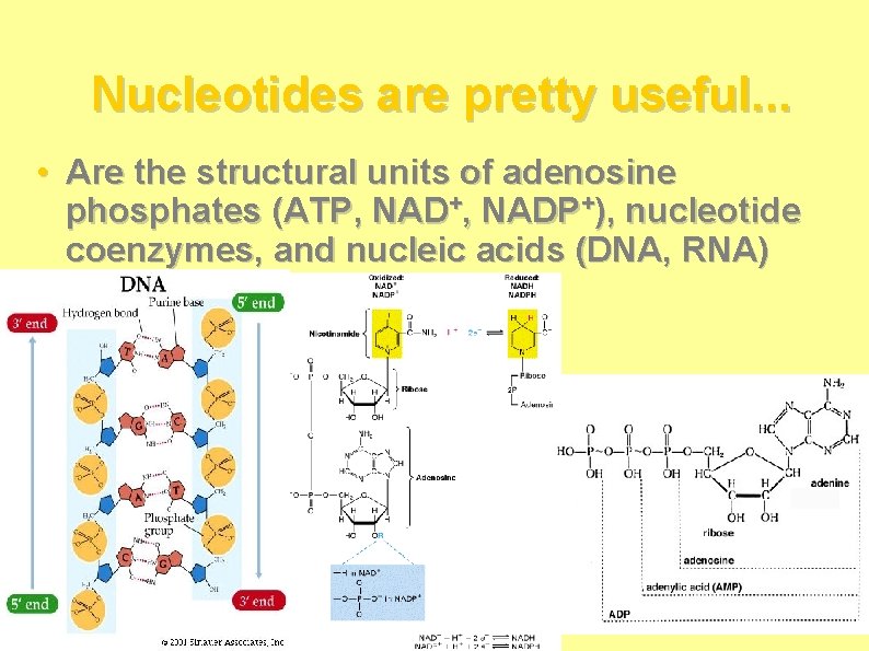 Nucleotides are pretty useful. . . • Are the structural units of adenosine phosphates Nucleotides are pretty useful. . . • Are the structural units of adenosine phosphates