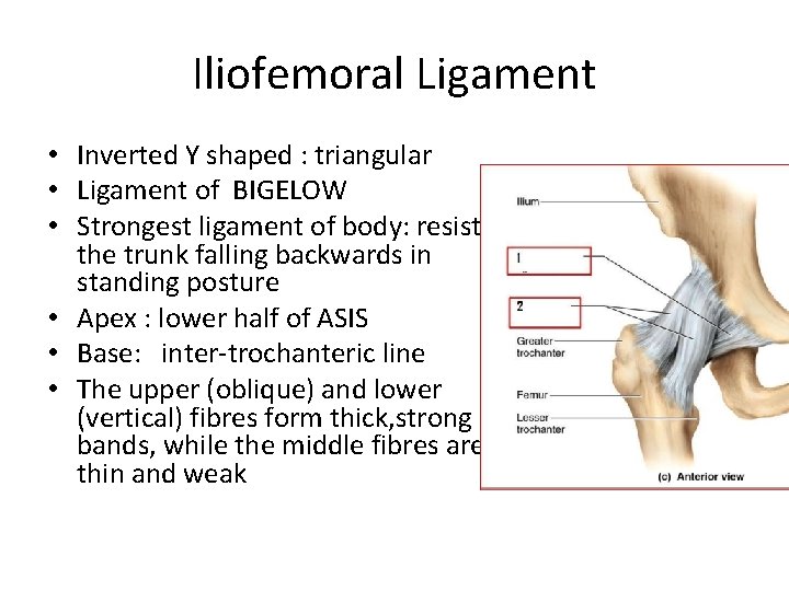 Iliofemoral Ligament • Inverted Y shaped : triangular • Ligament of BIGELOW • Strongest